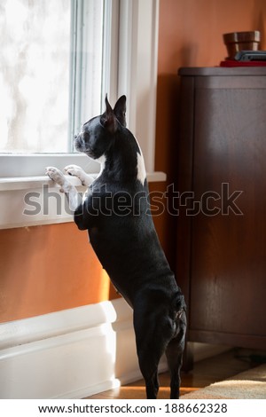 A Boston Terrier looking out the window