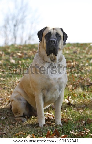Large dog sitting in the grass