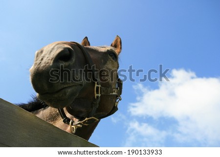 Head of a muddy horse