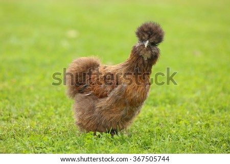 A chicken in the barn yard standing in the grass