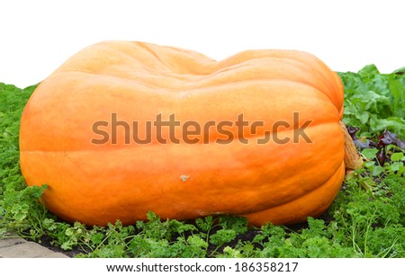 Giant pumpkin, winner of the swiss pumpkin contest
