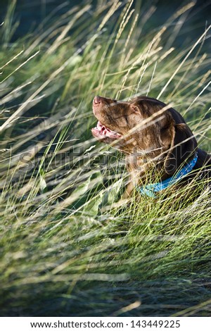 Old content chocolate lab panting in long grass.