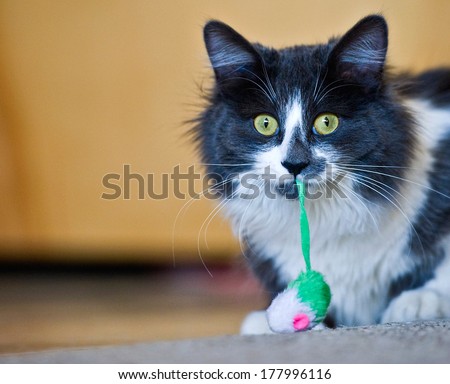 Fluffy, grey and white cat with green/yellow eyes with a toy hanging out of it\'s mouth and looking very attentive