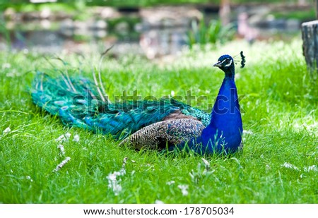 A large blue peafowl with a gorgeous tail sitting in the grass looking at the viewer
