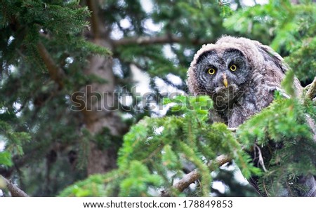 Great grey owl sitting in a tree with yellow eyes tilting it\'s head while looking at the viewer