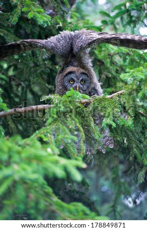Great grey owl in a tree, arching it's wings while looking at the viewer with it's yellow eyes