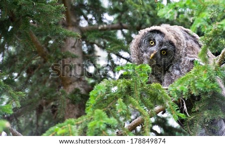 Great grey owl sitting in a tree with yellow eyes tilting it\'s head while looking at the viewer