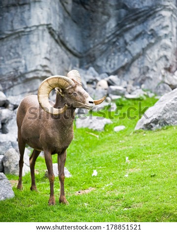 Big horn sheep standing on green grass with rocks in the back ground looking directly at the viewer