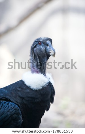 Female Andean Condor looking at the viewer with it\'s red eyes
