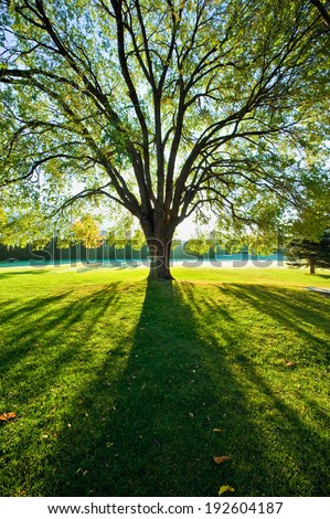 A large elm tree back lit by the sun with bright green grass