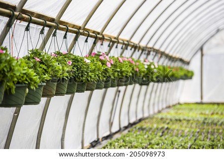 Potted plants hanging in a plastic covered greenhouse with potted plants covering the floor
