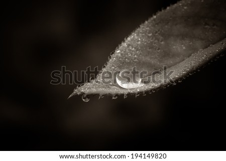 Dew drops on leaf in black and white on black background