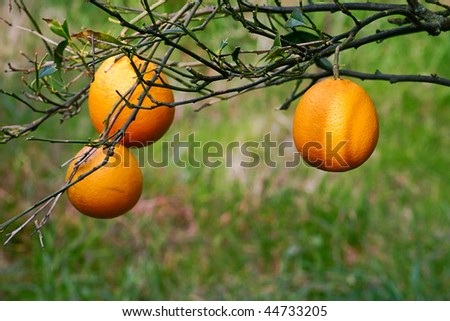 Oranges hanging on a tree branch winter fruit of the mediterranea