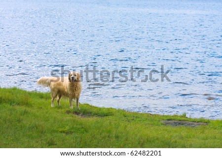 a golden retriever dog on a lake shore