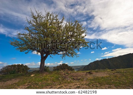 One tree on top of a hill with blue sky and clouds