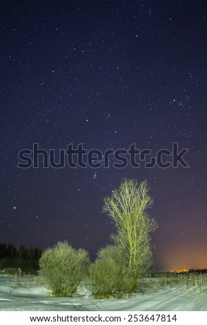 Tree and bushes at night in the winter under the stellar sky. Starlit night