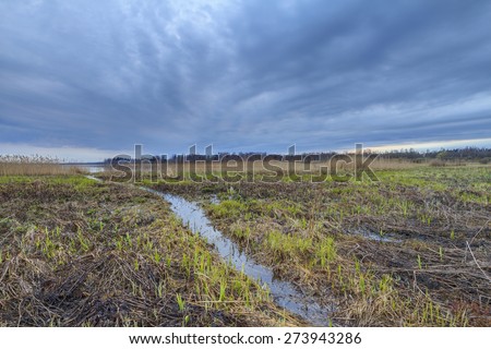 Thunderclouds on a sunset over a bog in the spring. A strong wind and a thunder-storm in the wood on a bog in the spring on a sunset