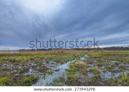 Thunderclouds on a sunset over a bog in the spring. A strong wind and a thunder-storm in the wood on a bog in the spring on a sunset