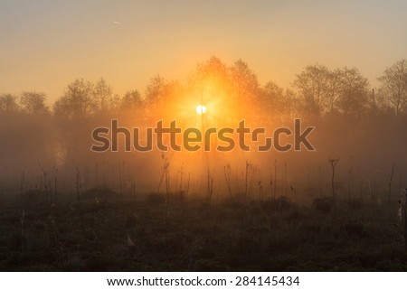 Beams of the sun make the way through fog and branches of trees and light a web and a grass. Sun beams at sunrise at the river with fog. Beams of the sun light a field