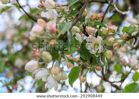 Blossoming of an apple-tree. Flowers and buds on an apple-tree