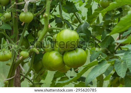 Rows of Tomatoes in a Greenhouse. Green tomatoes. Red and green tomatoes ripening on the bush in a greenhouse of transparent polycarbonate. Tomatoes twig with flowers and small green fruits closeup.