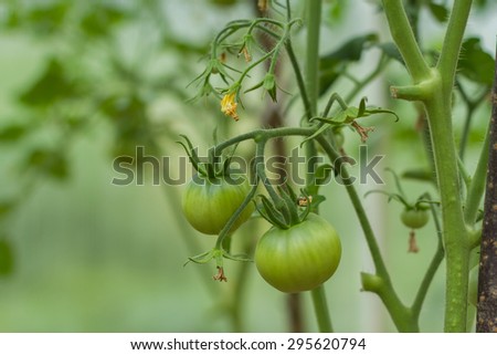 Rows of Tomatoes in a Greenhouse. Green tomatoes. Red and green tomatoes ripening on the bush in a greenhouse of transparent polycarbonate. Tomatoes twig with flowers and small green fruits closeup.