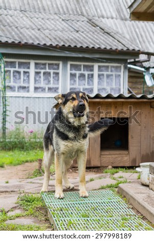Dog on a chain. The dog protects the house. Vicious dog. The dog barks. The German shepherd protects the house.