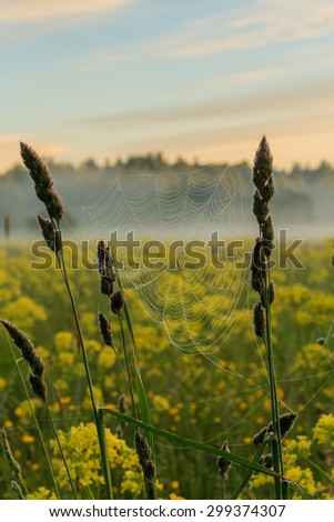 Web on a blade early in the morning at sunrise. Foggy morning. Web. Dew on a web in the foggy morning. Morning dew in the rays of the rising sun on the cobweb and stems of grass