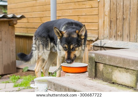 Dog on a chain. The dog protects the house. Vicious dog. The dog barks. The dog drinks water from a bowl. dog on a leash. The German shepherd protects the house