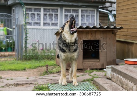 Dog on a chain. The dog protects the house. Vicious dog. The dog barks. dog on a leash. The German shepherd protects the house. The dog barks. Grin of a dog. Howl dogs