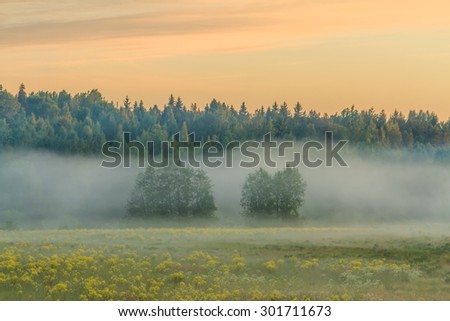 Foggy morning. Fog over a field with flowers early in the morning. Sunrise. Trees in fog