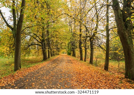 long road in autumn park. Golden leaves on branch, autumn wood, beautiful landscape.