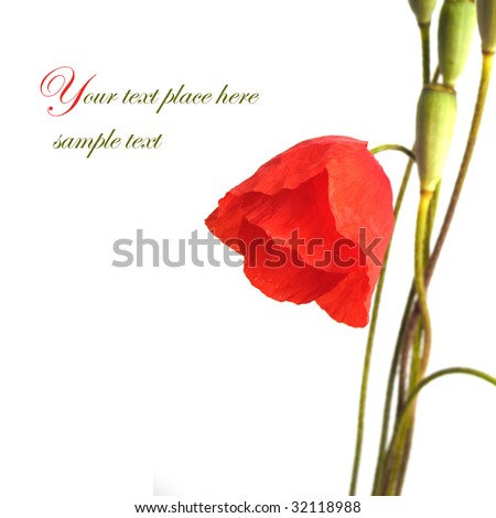 Black And White Flowers Border. Red Poppy Flower Wedding