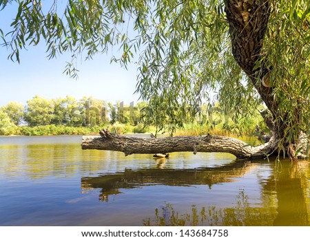 Lake pictures on the background of white clouds / broken tree by the lake