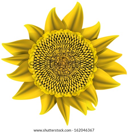 Sunflower abstract vector illustration isolated eps 10 / sunflower