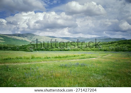 green meadows  green meadows photo cells on a sunny summer day Crimea