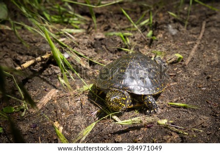 little turtle / photos in the natural environment, summer, Ukraine