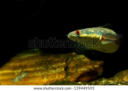 Emperor snake-head fish
