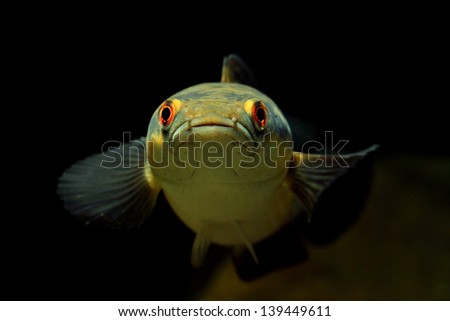 Emperor snake-head fish