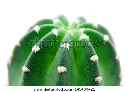 Round cactus that look like no spine