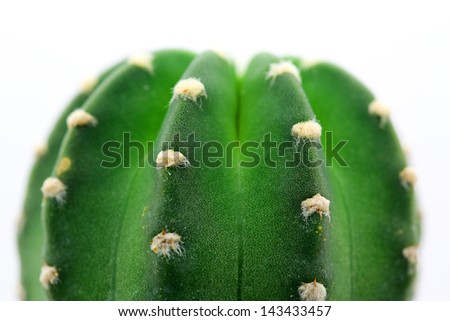 Round cactus that look like no spine
