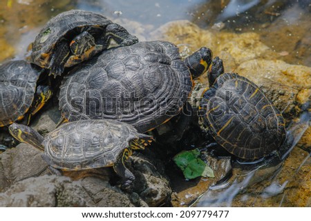 group of turtles in sun