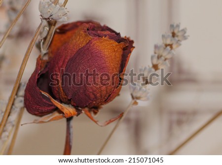 dry flowers in a kitchen
