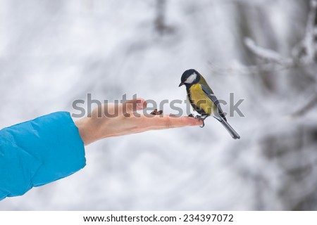 Yellow tit bird sits on the hand curiously looking ready to eat nuts
