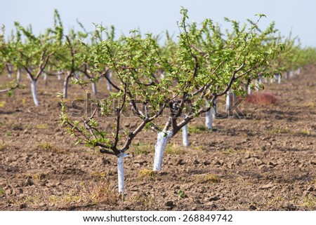 Orchard of young apple trees painted white growing in lines in early spring