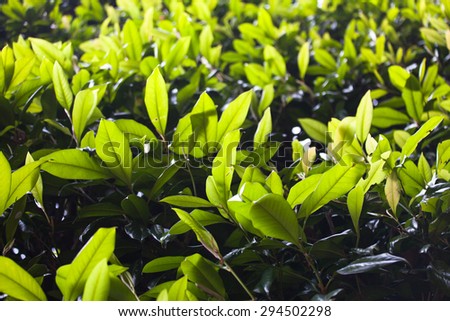Green tea leaves in a garden on Borromean island, Isola Madre, Italy
