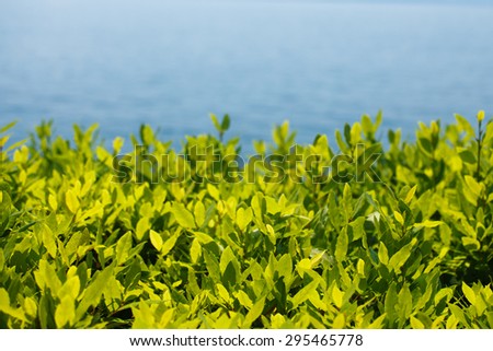 Green tea leaves in a garden on Borromean island, Isola Madre, Italy