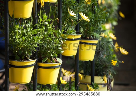 Cammomile flowers grow in round yellow flower pots