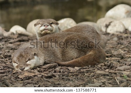 An Oriental small-clawed Otter family - Aonyx cinerea