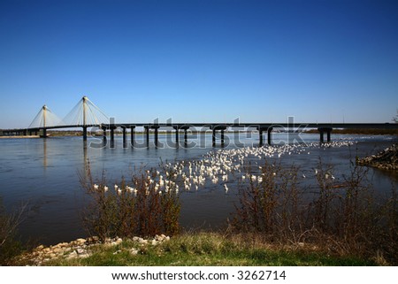 Bridge Over Mississippi River with flock of Pelicans